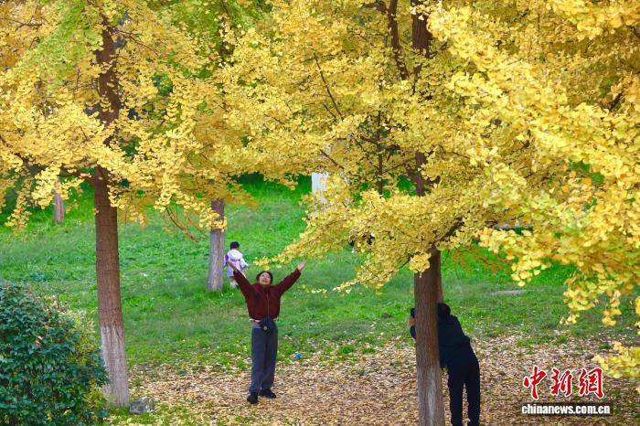 欧冠足球比分
_陕西西安:银杏林由绿转黄吸引市民游玩